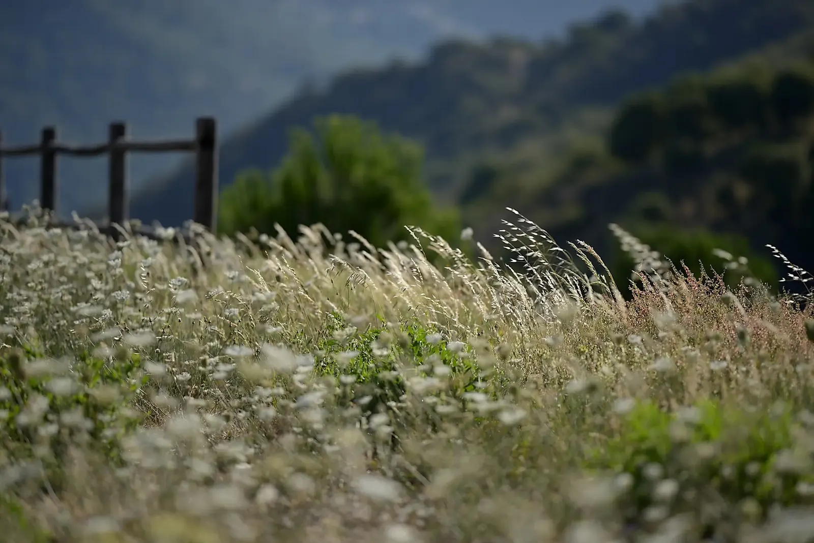 Sunlit meadow grasses against a mountain ridge