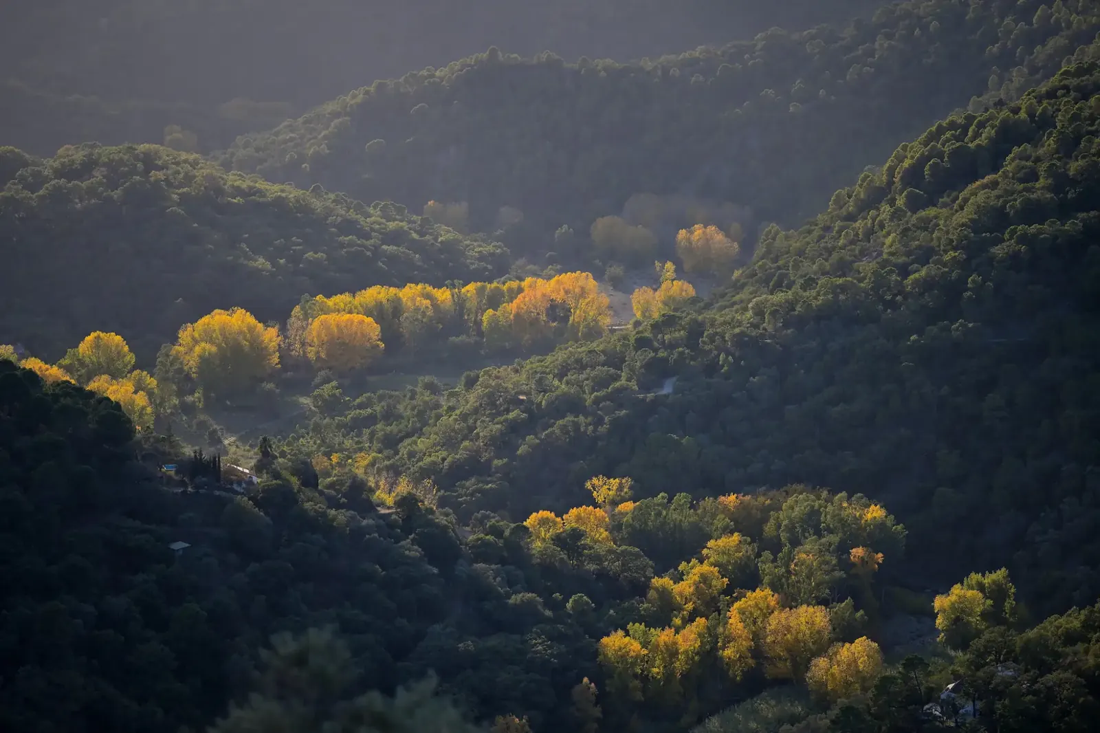 A wooded valley in autumn light, gold trees among dark green slopes